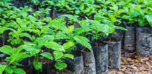 L'impact environnemental de Nespresso : Comprendre la durabilité et le recyclage